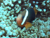 ޽̨ w:Amphiprion chrysopterus