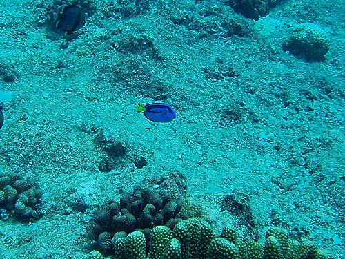 iEnM̎q@w:Paracanthurus hepatus