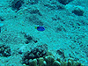 iEnM̎q@w:Paracanthurus hepatus