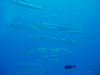 IIJ}X@w:Sphyraena forsteri