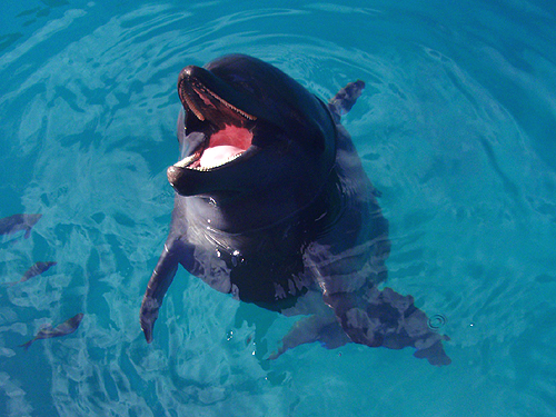 ohECJ@w:Tursiops truncatus