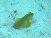 MKn[@w:Cryptocentrus cinctus