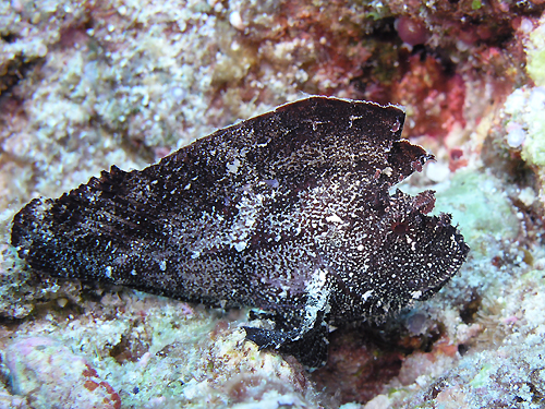 n_JnIR[@w:Tanianotus triacanthus