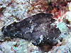 n_JnIR[@w:Tanianotus triacanthus