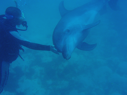 ohECJ@w:Tursiops truncatus