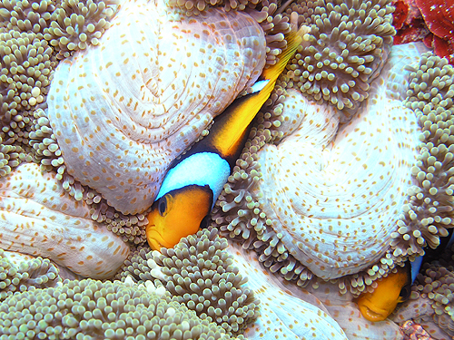 オレンジフィンアネモネフィッシュ 学名 Amphiprion Chrysopterus