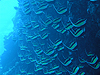 cm_V@w:Zanclus comutus