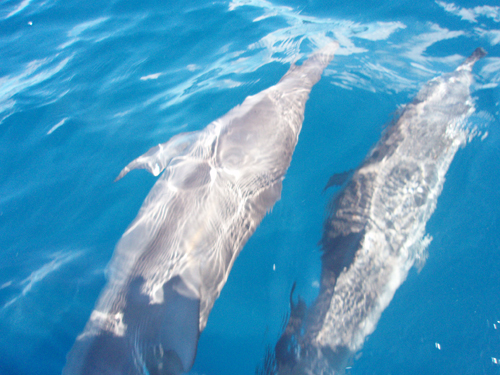 nViKCJ@w:Stenella longirostris