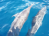 nViKCJ@w:Stenella longirostris