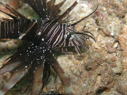 ni~mJTS@w:Pterois volitans