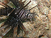 ni~mJTS@w:Pterois volitans