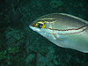 t^XW^}KV@w:Scolopsis bilineata