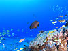 AUn^ w:Cephalopholis sonnerati