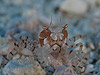 L`NKj w:Lybia tessellata