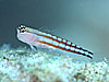 R~Juj[ w:Ecsenius opsifrontalis