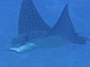 }_grGC@wFAetobatus narinari