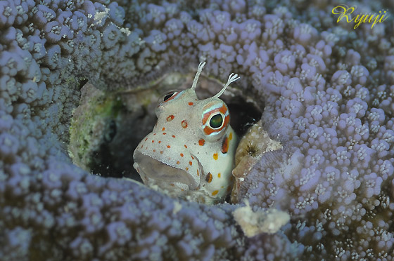 cLJGEI@w:Istiblennius chrysospilos