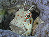 cLJGEI@w:Istiblennius chrysospilos