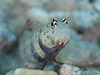 }uLn[ w:Amblyeleotris guttata