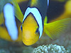 IWtBAlltBbV w:Amphiprion chrysopterus
