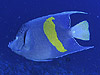 ArA GWF tBbV@wFPomacanthus maculosus