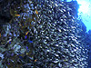 LhL@bhV[h[tXC[p[ wFParapriacanthus guentheri