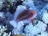 XgCvgAeBAX wFAnthias taeniatus