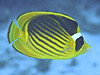 bhV[ N[ o^tCtBbV@wFChaetodon fasciatus
