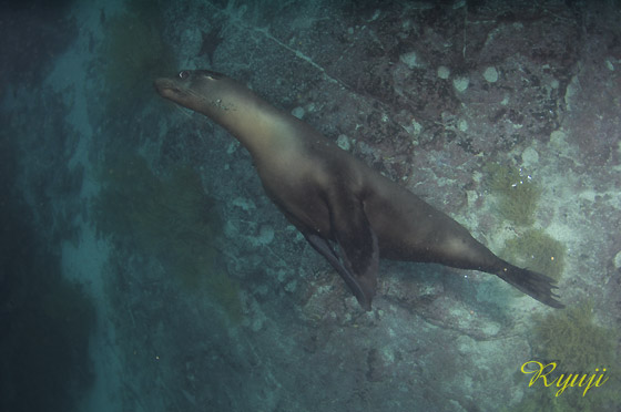 KpSXAVJ w:Zalophus calfornianus wollebacki