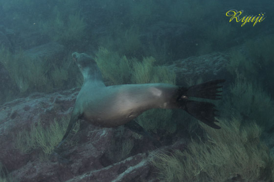 KpSXAVJ w:Zalophus calfornianus wollebacki