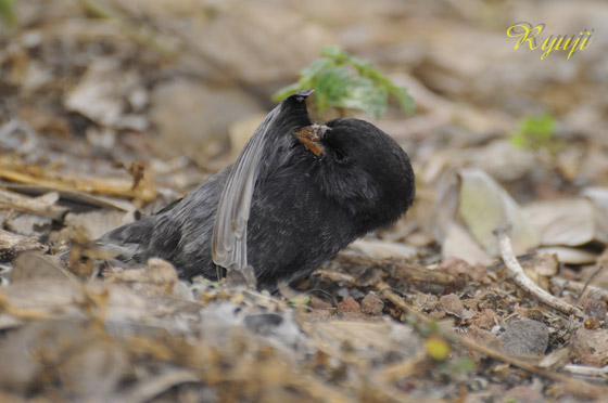 ~fBAOEhtB` w:Geospiza fortis