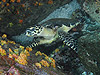 ^C}C w:Eretmochelys imbricata