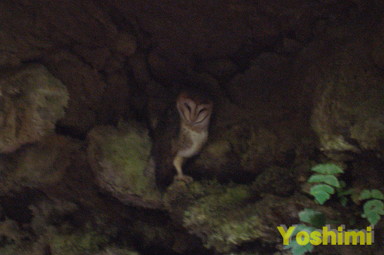 KpSXtNEi40cmj w:Tyto alba punctissima