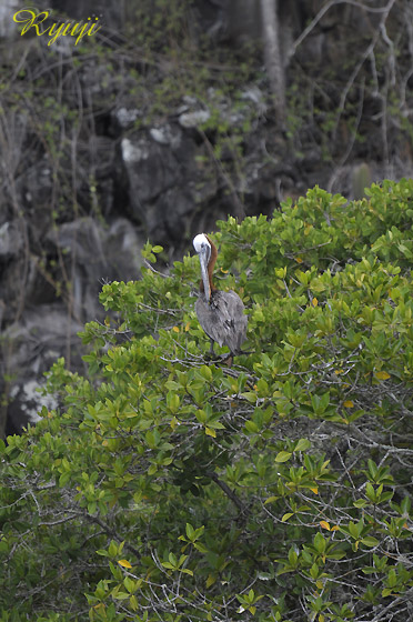 KpSXJbVNyJi120cmj w:Pelicanus occidentalis