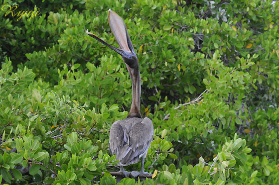 ガラパゴスカッショクペリカン（約120cm） 学名:Pelicanus occidentalis