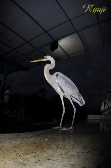 KpSXIIAITMi140cmj w:Ardea herodias cognata