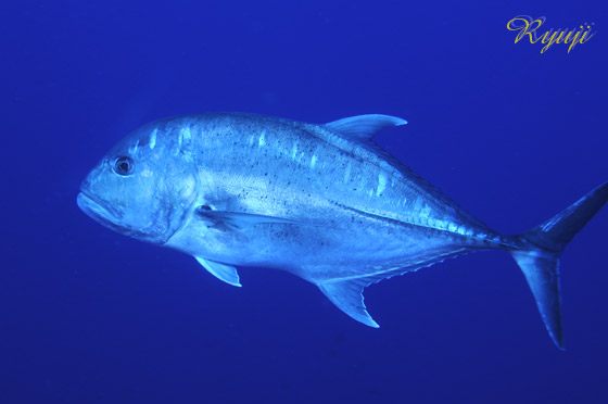 ロウニンアジ 学名 Caranx Ignobilis ダイビングショップ スナッパーズ