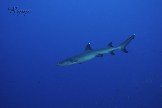 zCg`bvV[N wFTriaenodon obesus