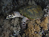 ^C}C wFEretmochelys imbricata