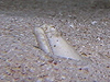 ^cE~wr wFBrachysomophis crocodilinus