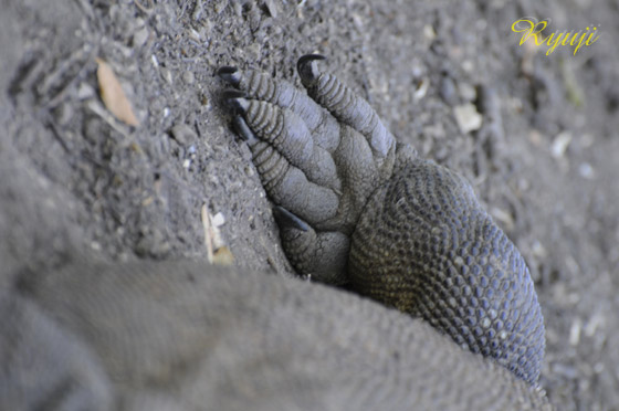 RhhS wFVaranus komodoensis