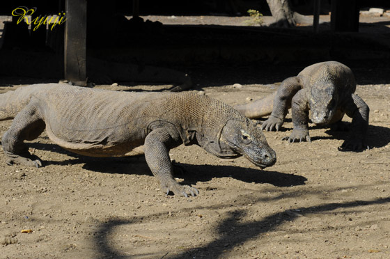 RhhS wFVaranus komodoensis