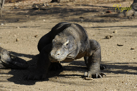 RhhS wFVaranus komodoensis