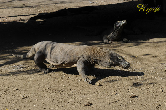 RhhS wFVaranus komodoensis