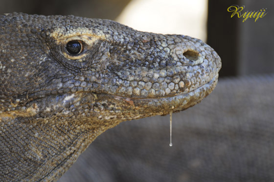 RhhS wFVaranus komodoensis