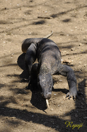 RhhS wFVaranus komodoensis