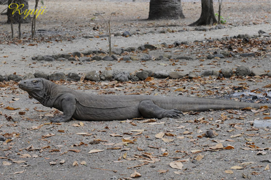 RhhS wFVaranus komodoensis