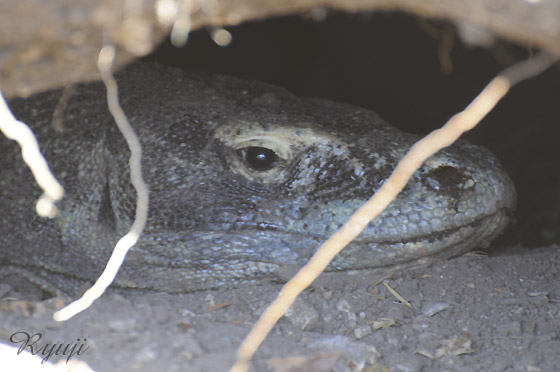 RhhS wFVaranus komodoensis