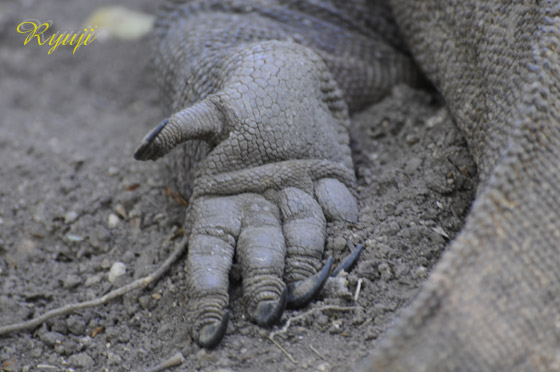 RhhS wFVaranus komodoensis