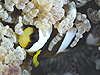 oA[t AlltBbV w:Amphiprion akindynos